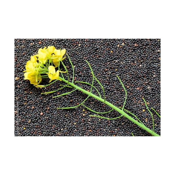 Rapeseed Oil Sample