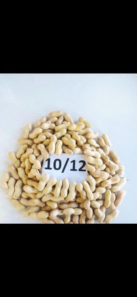 Blanched Peanuts in Shell