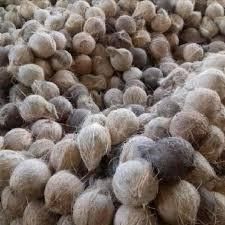 Semi Husked Coconut