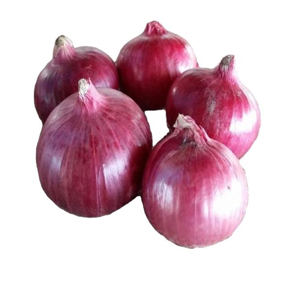 White Onion Powder - Fine Texture, Hygienically Processed