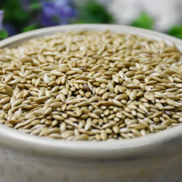 Premium Canary Seed for Cage and Wild Birds