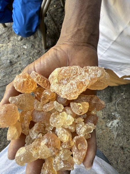 Tamarind