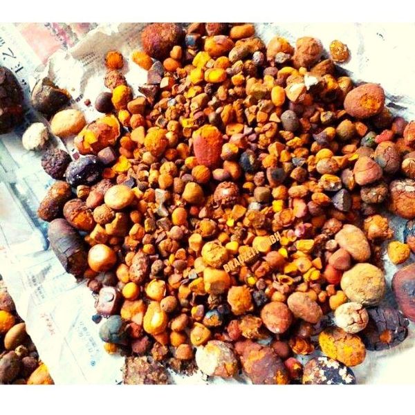 Ox Gallstones (Bladder Type)