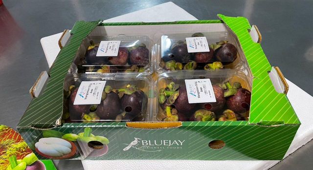 Fresh Mangosteen Fruit