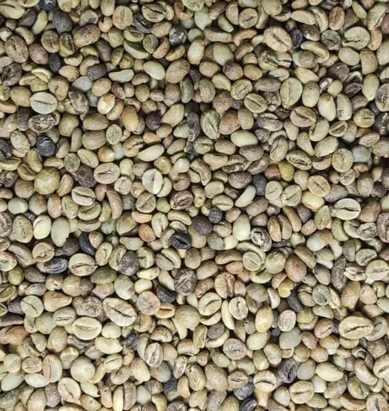 Robusta Green Bean