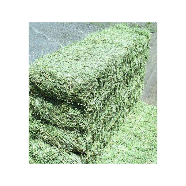 Alfalfa Hay in Bales