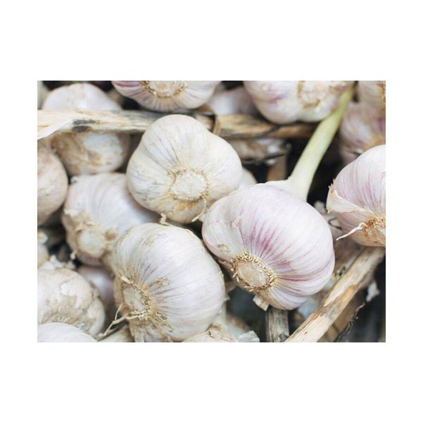 Fresh Garlic - High Quality