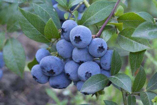 Fresh Da Lat Vietnamese Blueberries