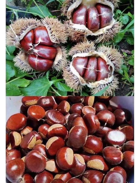 Fresh Sweet Raw In-Shell Chestnut