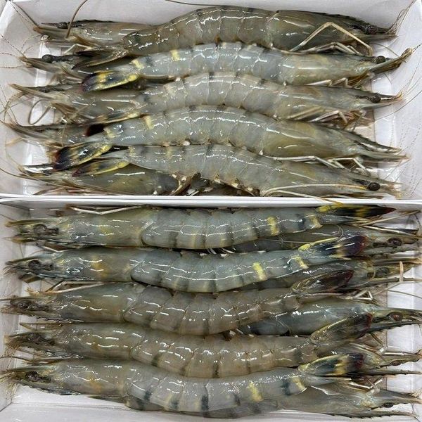 Fresh Tiger Prawns