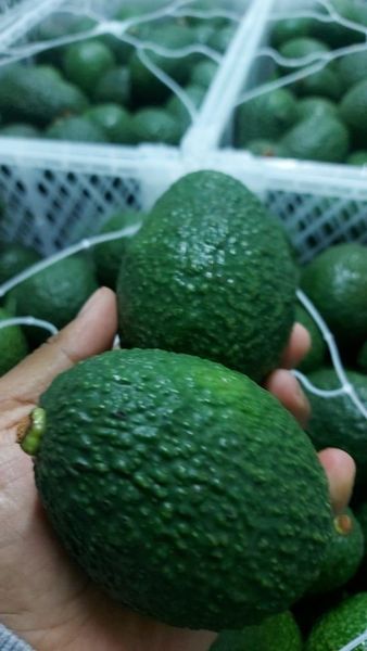 Fresh Avocado