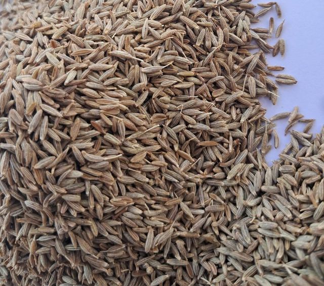 Fennel Seeds
