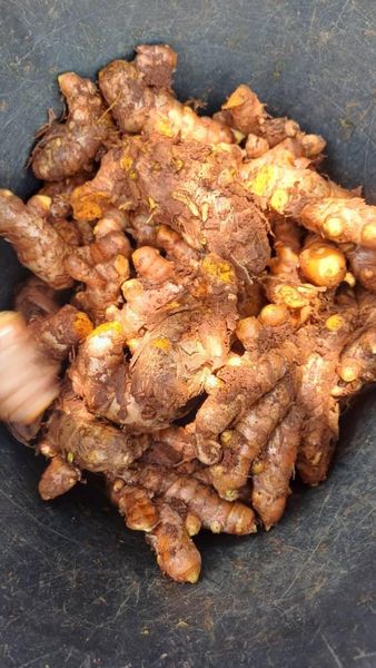 Raw Turmeric Oil