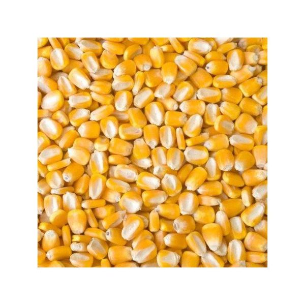 Yellow Maize Product