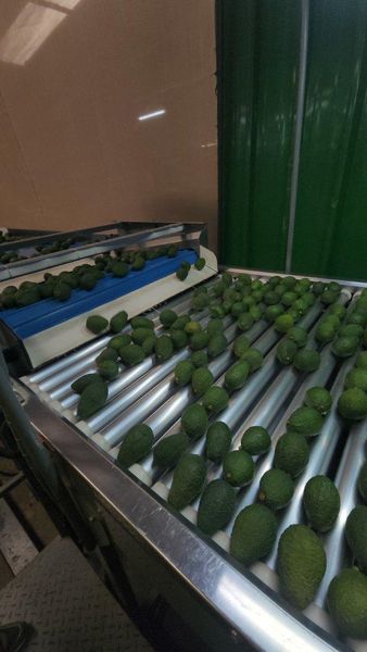 Dried Avocado
