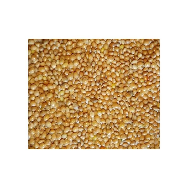 Bulk Yellow Millet - Product 1