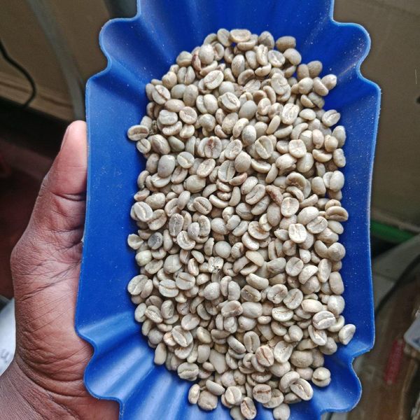Coffee Green Beans AA