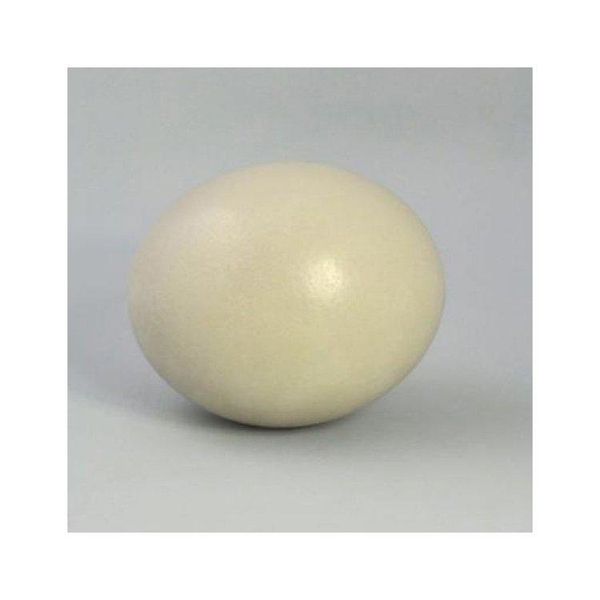 Ostrich Egg Bundle