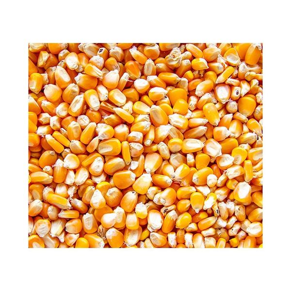 Yellow corn processing