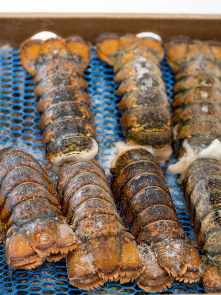 Premium Frozen Lobster Tail