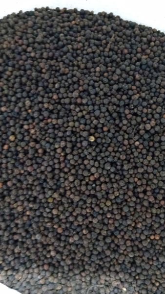 Black Peppercorns - ASTA 580/600 GL