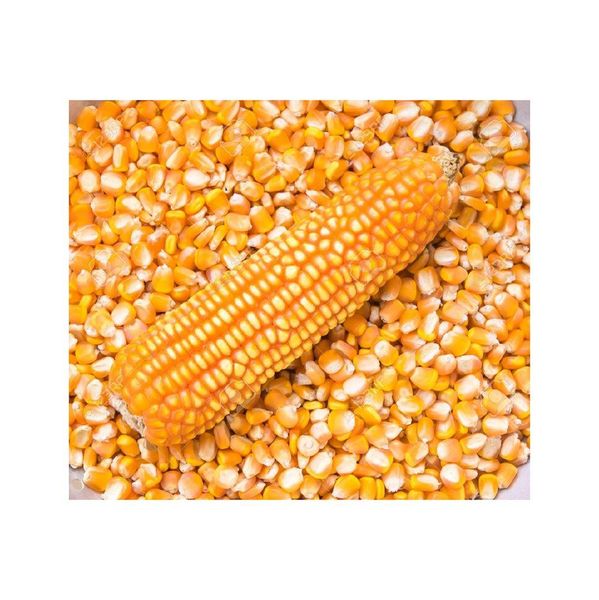 Yellow Maize Product