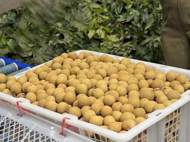 Fresh longan fruit
