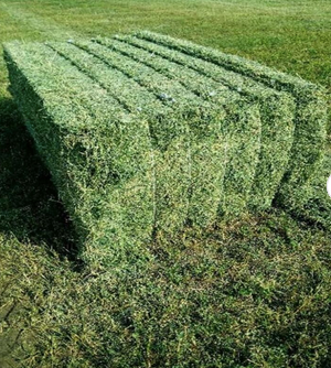 Alfalfa Hay Pellets