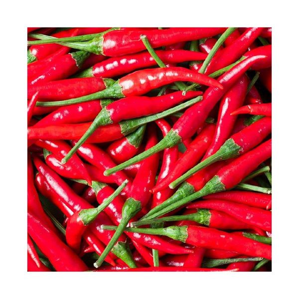 Spicy Red Chili