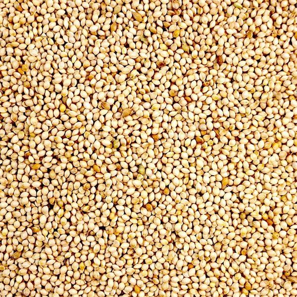 High purity pearl millet grain