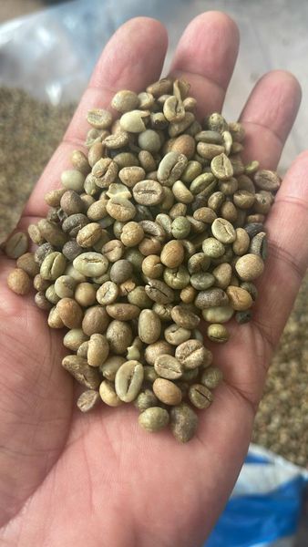 Premium Coffee Beans