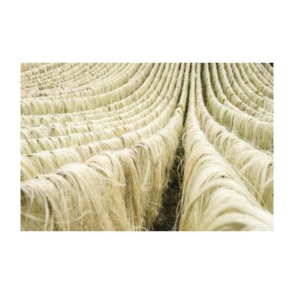 Sisal Fiber for Industrial Use