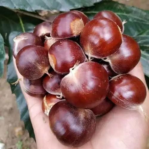 Fresh Chinese Chestnut - Qianxi Origin