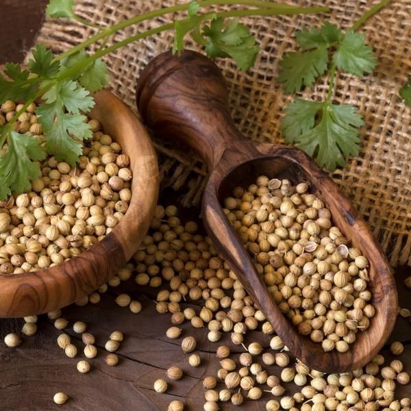 Natural Coriander Seeds for Culinary Use