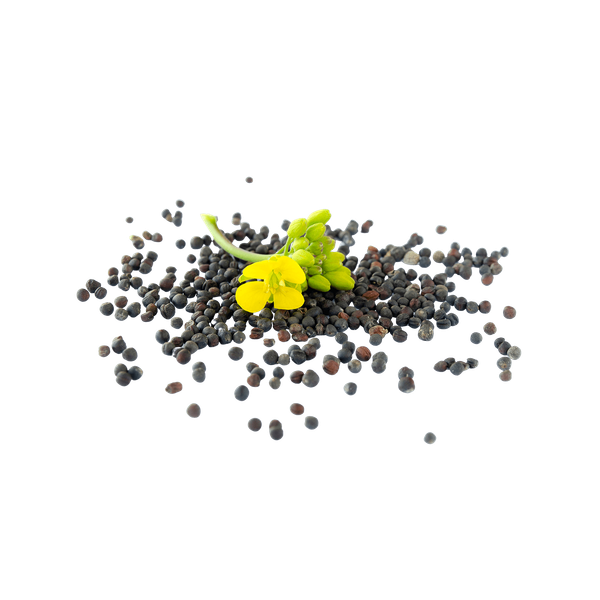Rapeseed Processing