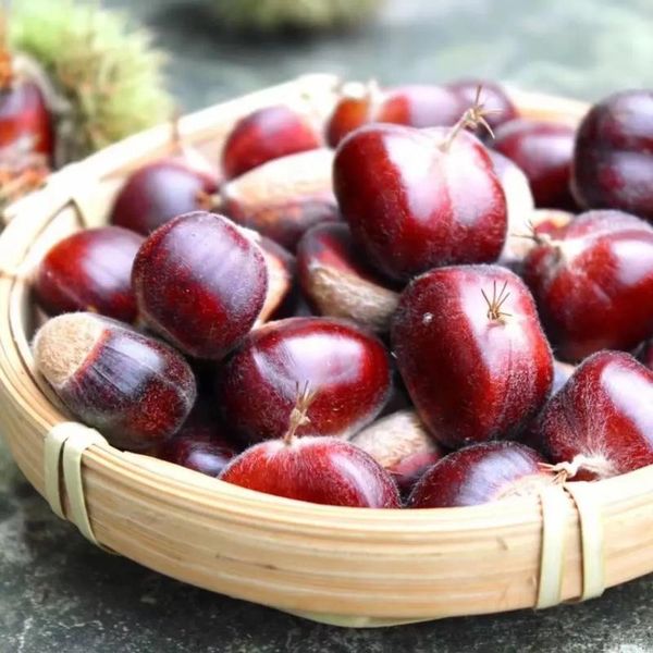 Large Sweet Raw In-Shell Chestnut