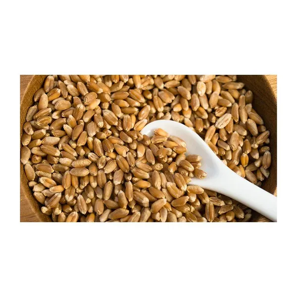 Premium Wheat Grain - Whole