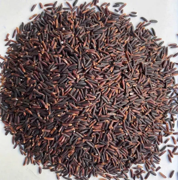 Purple Rice Grain Close-up