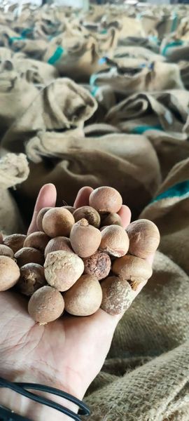 Whole Betelnut Export Grade