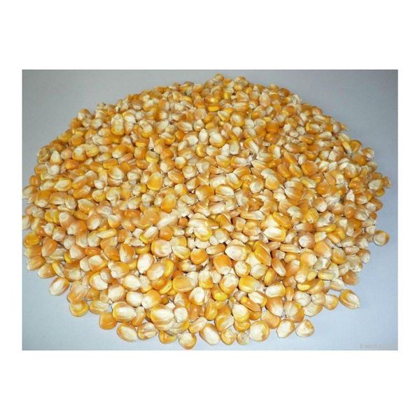 Yellow corn grain