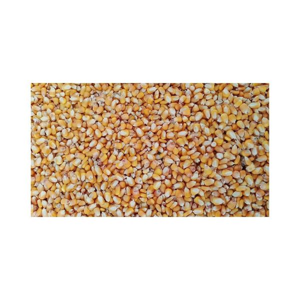 Yellow Maize Product