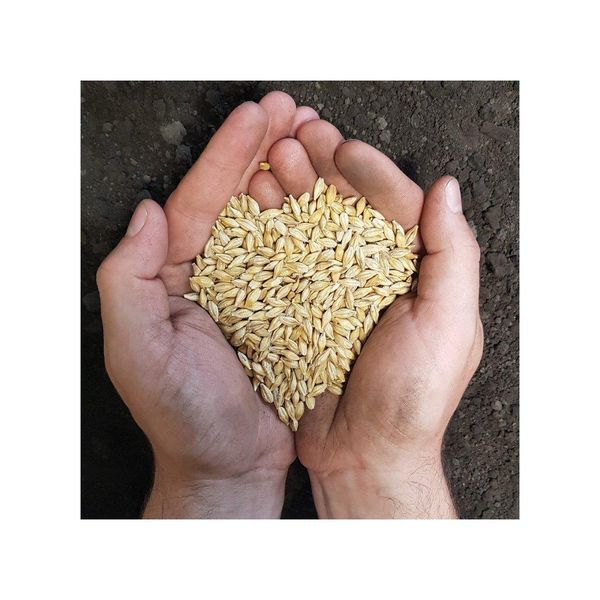 Barley Seed Pack