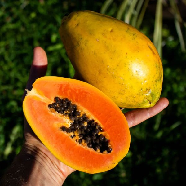 Papaya Golden Product