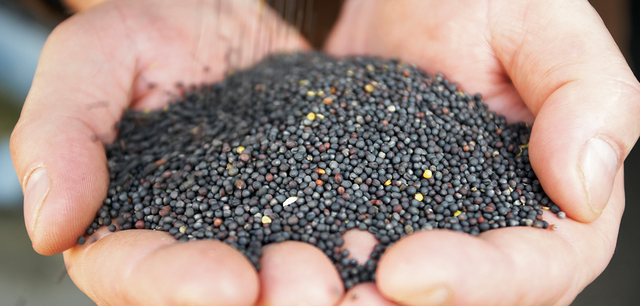 Canola Product