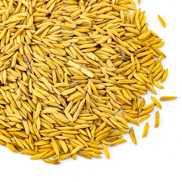 Basmati Paddy Rice