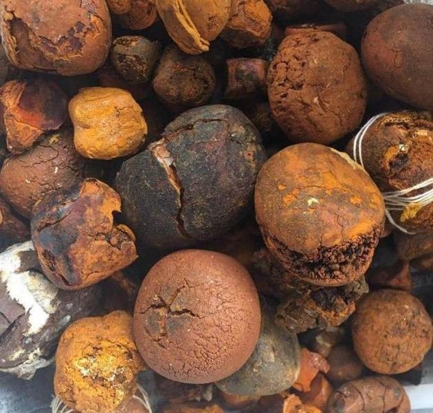 Ox Gallstones (Bladder Type)