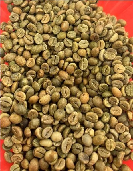 Organic Arabica Green Coffee Beans