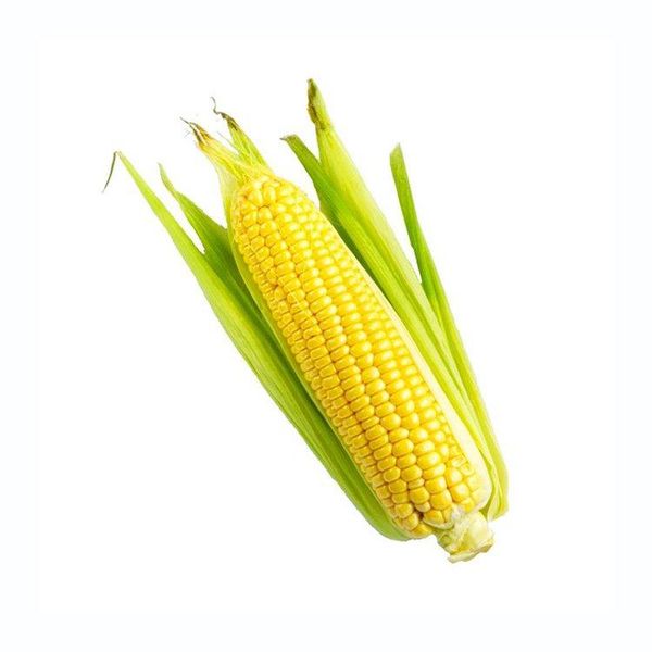 Yellow Corn Harvest