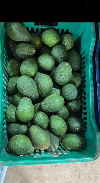 Dried Avocado