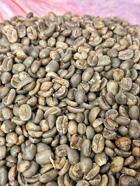 Kopi Robusta Biji Hijau Grade 3